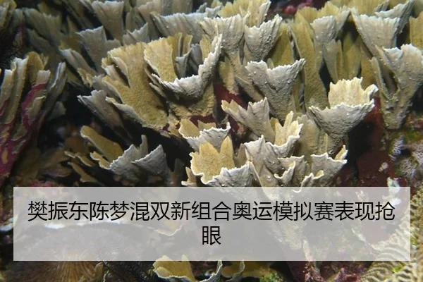 樊振东陈梦混双新组合奥运模拟赛表现抢眼